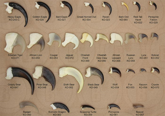 predators claw sizes comparison images