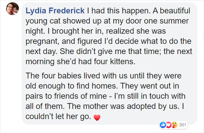 pregnant kitty gives birth comment lydia