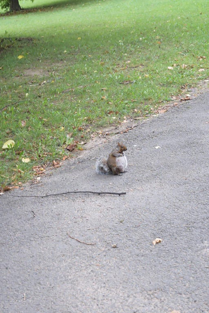 pregnant squirrel on road