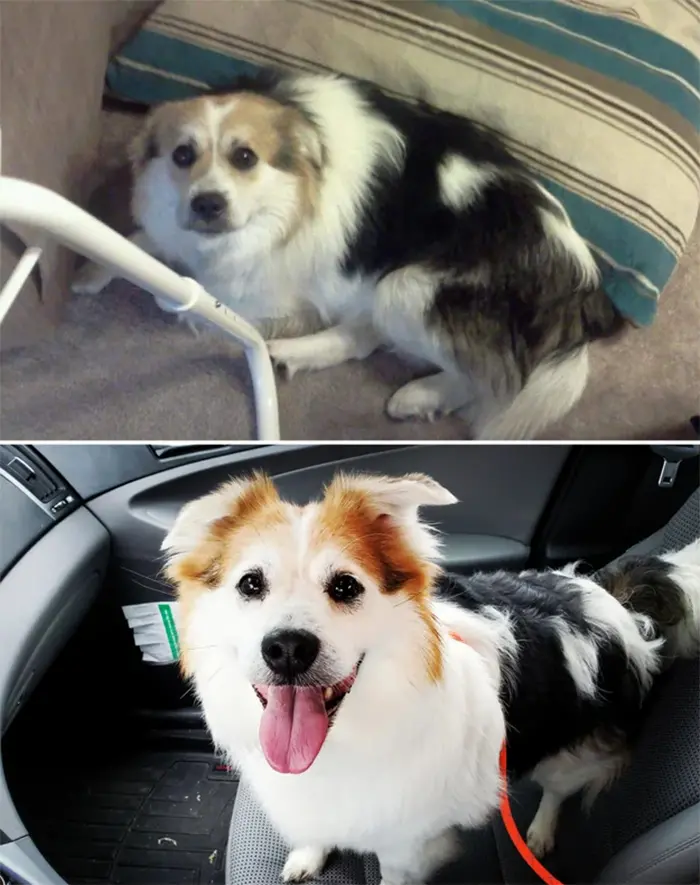 rescue dog before and after adoption