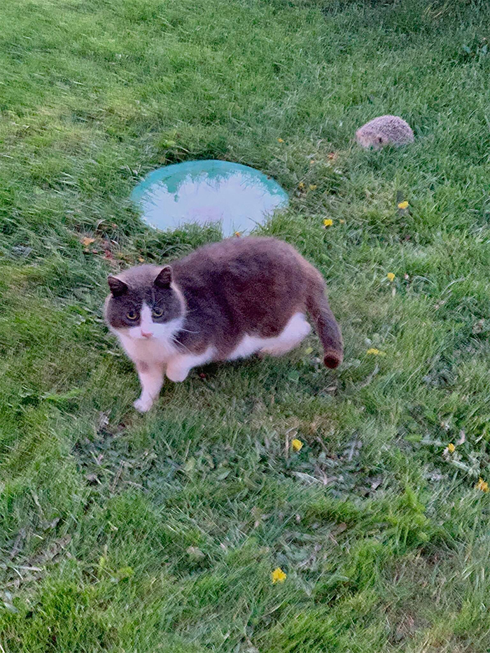 resident stray with a hedgehog friend