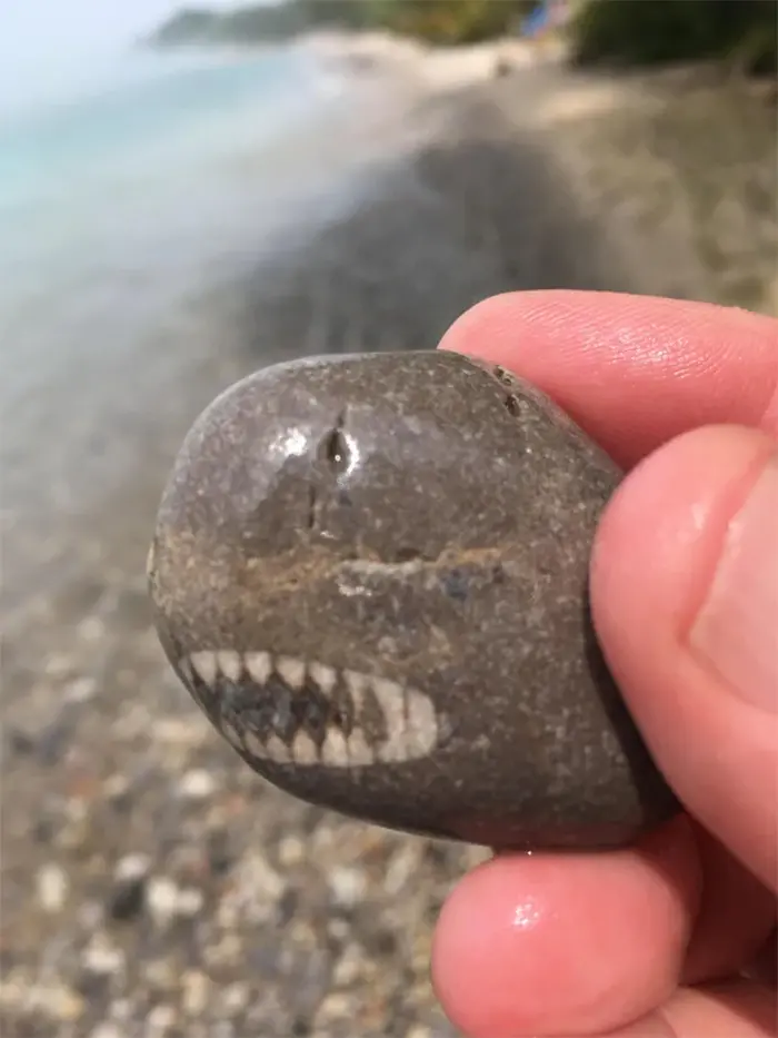 rock looks like a shark