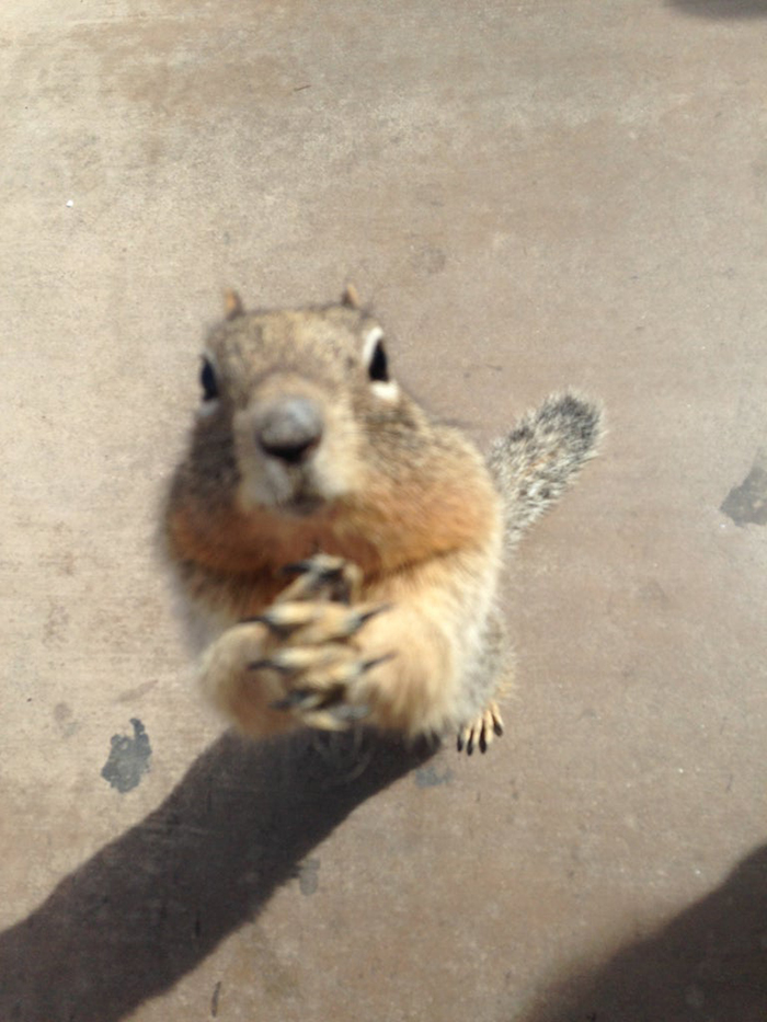 rodent begging for popcorn