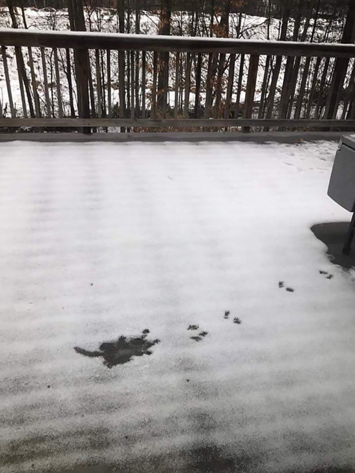 rodent body print on snow