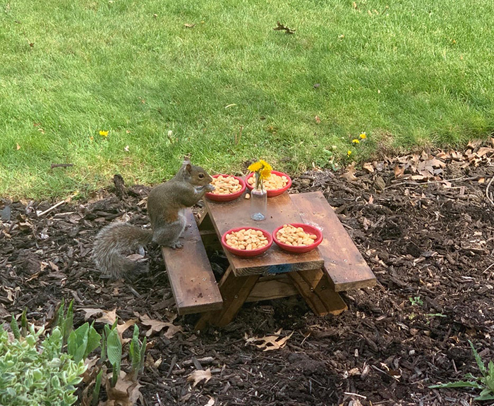 rodent eating on a mini table
