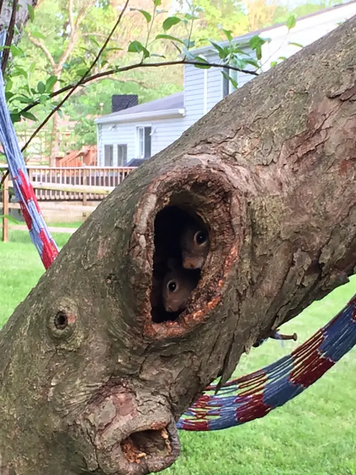 rodent family inside a tree hole