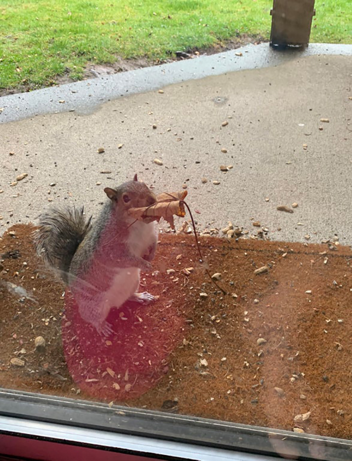 rodent holding a leaf in its mouth