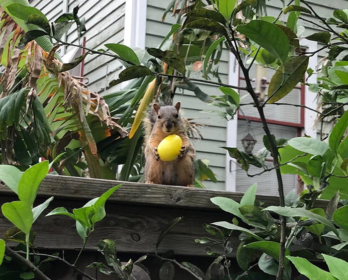 rodent holding a yellow candy