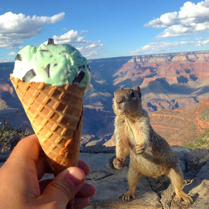 rodent looking at ice cream