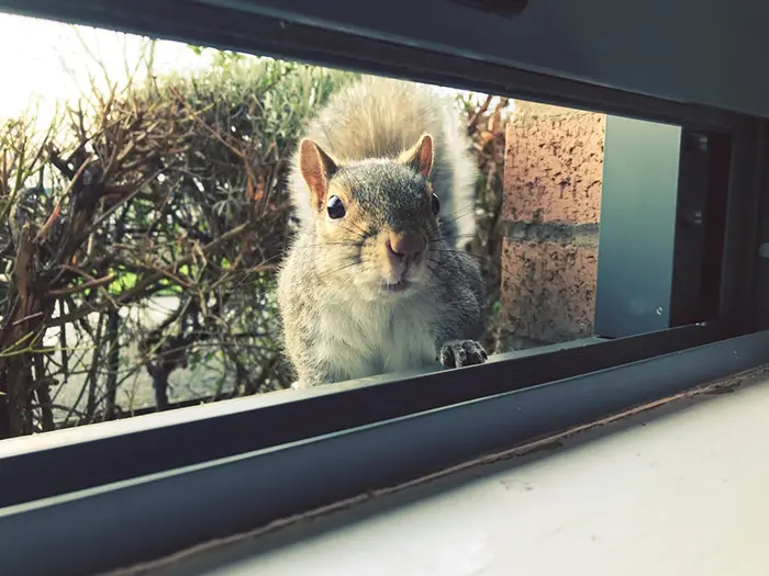 rodent peeking through window
