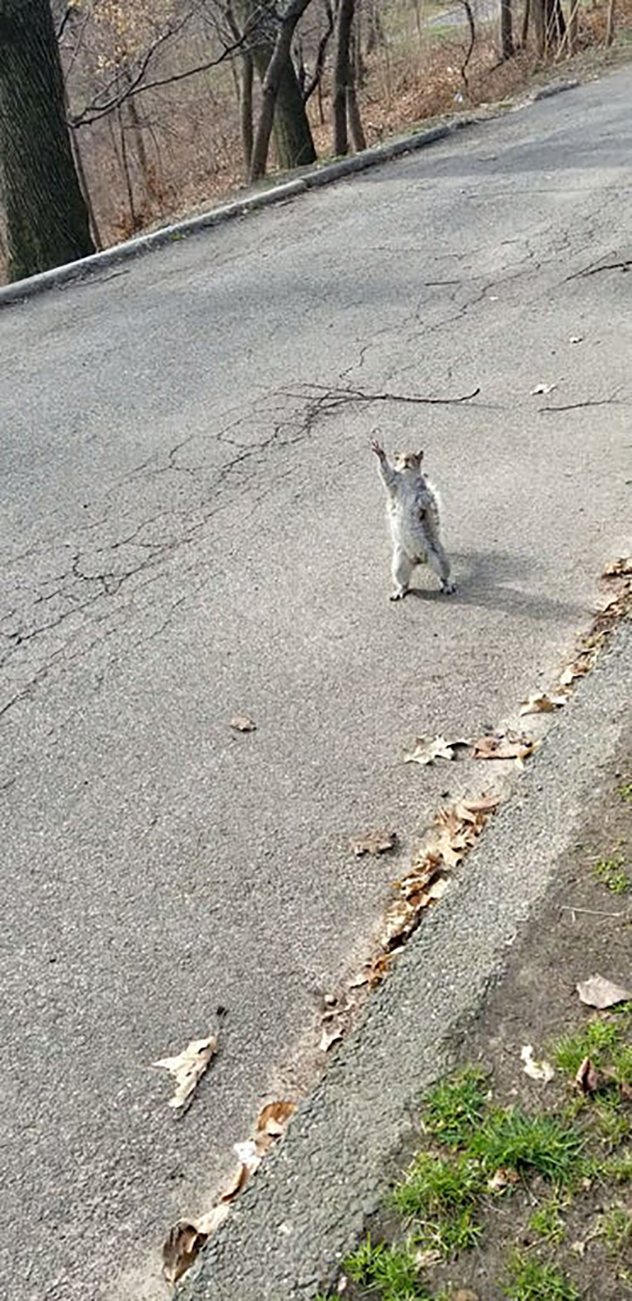 rodent raising hand