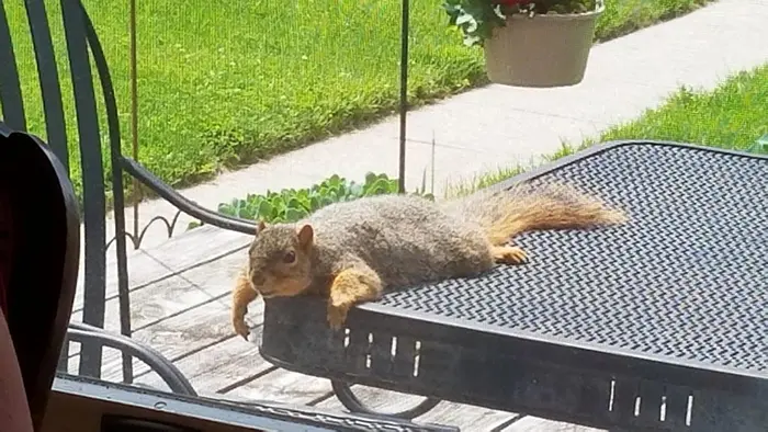 rodent sunbathing on table