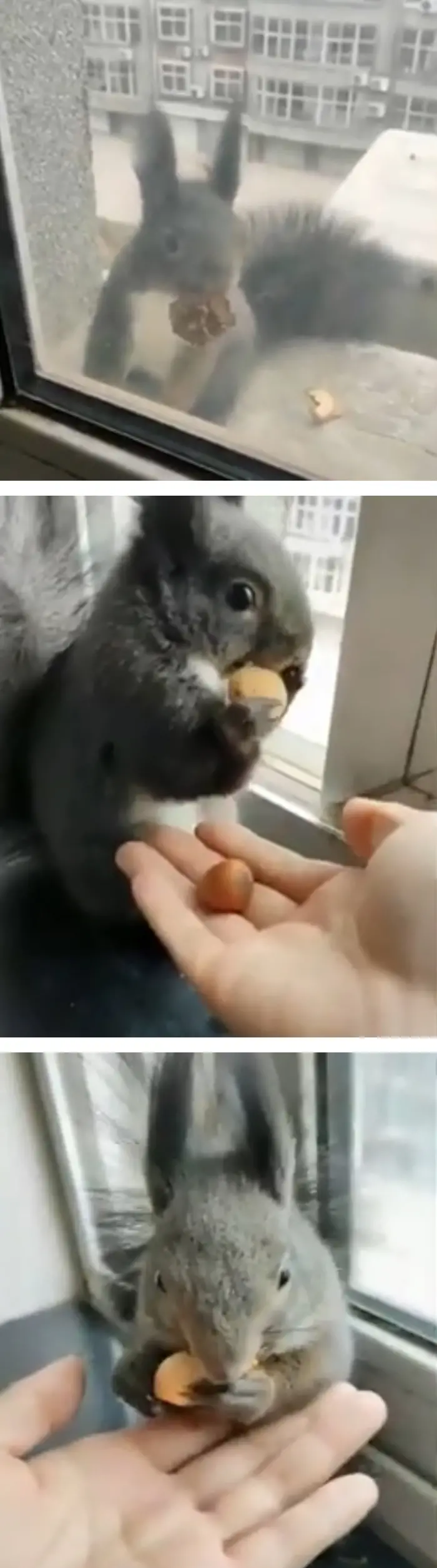 rodent trading dried leaf for fresh nuts