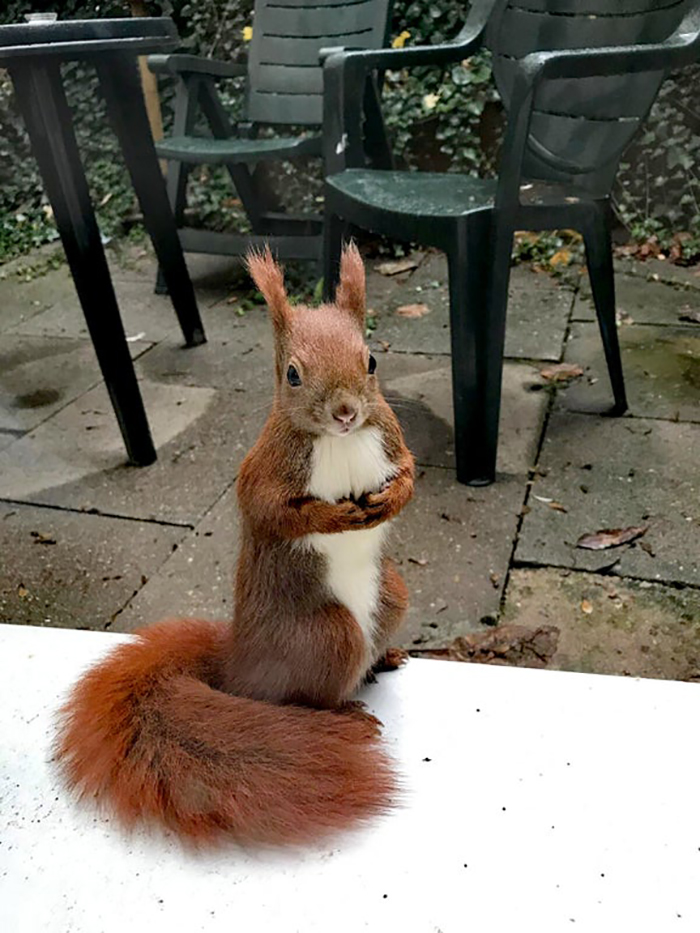 rodent with auburn fur color