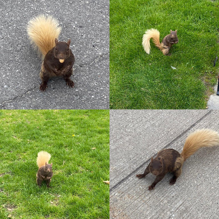 rodent with blond tail