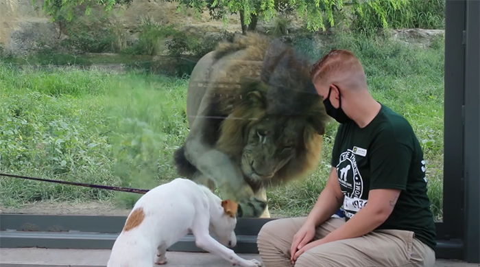 san antonio zoo lion looks at a dog visitor
