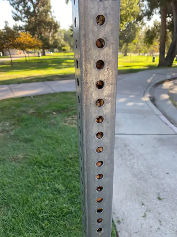 sign post with acorns