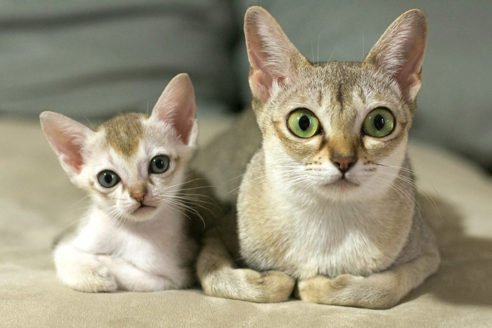 singapura cat and her mini-me