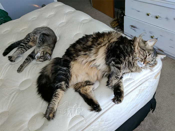 size difference maine coon vs american shorthair