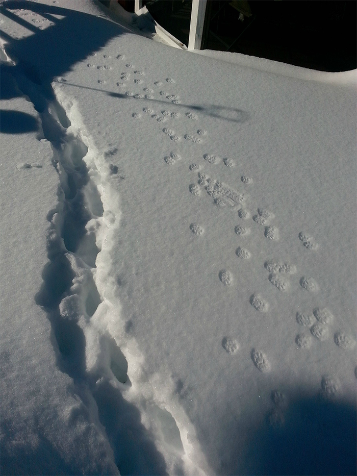 skinny vs fat cats paw prints in the snow