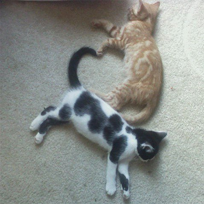 sleeping kittens form a heart shape