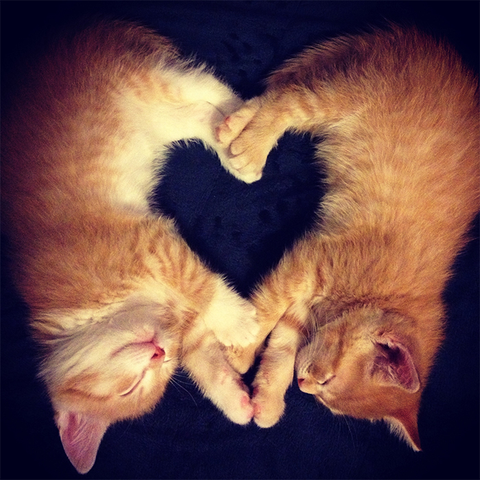 sleeping kitties form heart shape