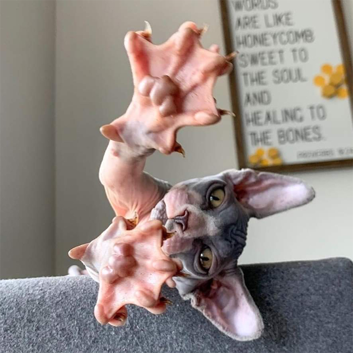 sphynx cat shows off paws