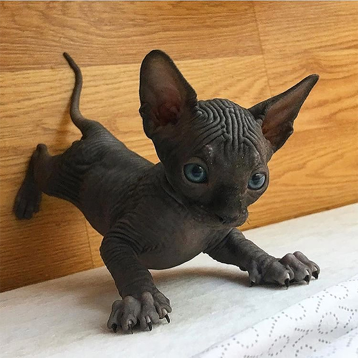 sphynx kitten shows off claws