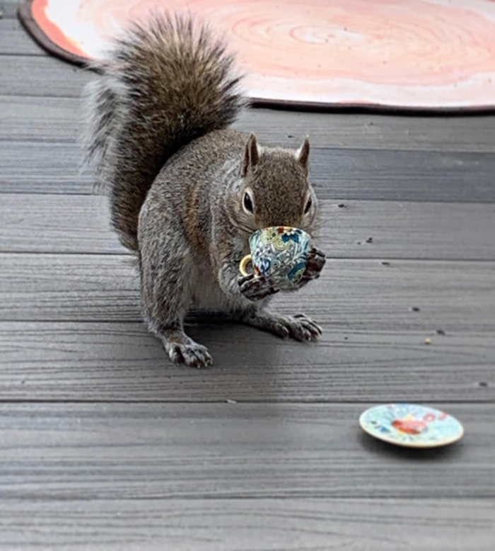 squirrel drinking from a small teacup