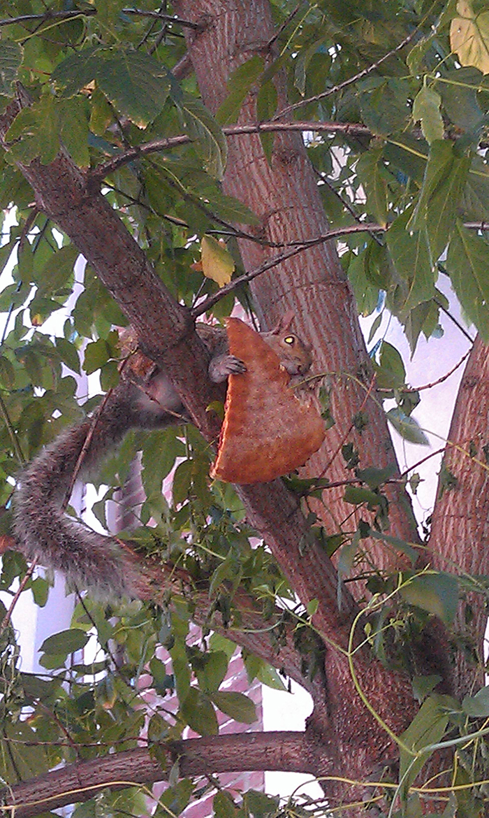 squirrel eating a pizza