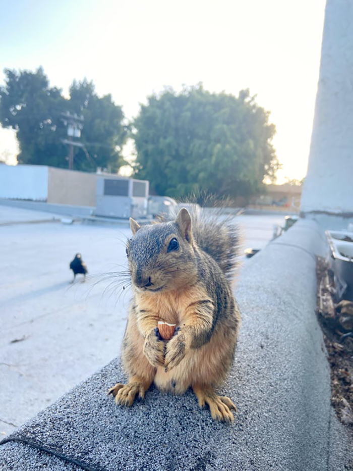 squirrel holding an almond