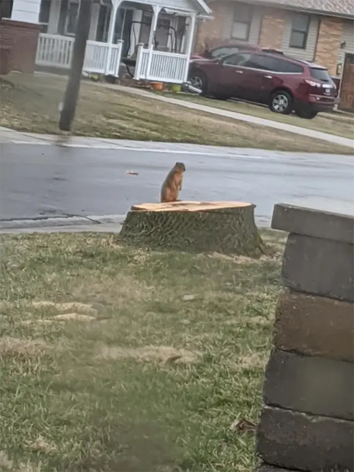 squirrel home tree cut down