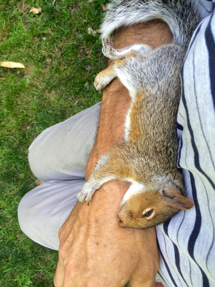 squirrel sleeping on a man's arm