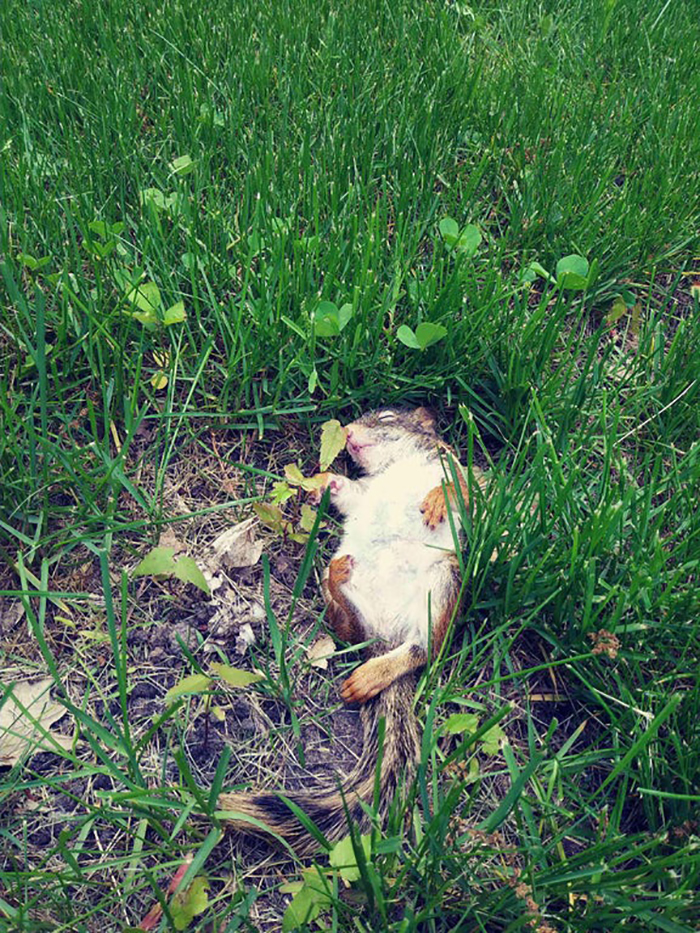 squirrel sleeping on grass