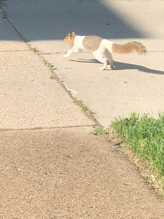 squirrel with unusual fur color