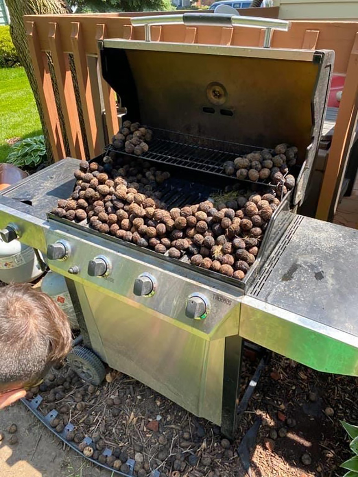 squirrel's cache in a grill