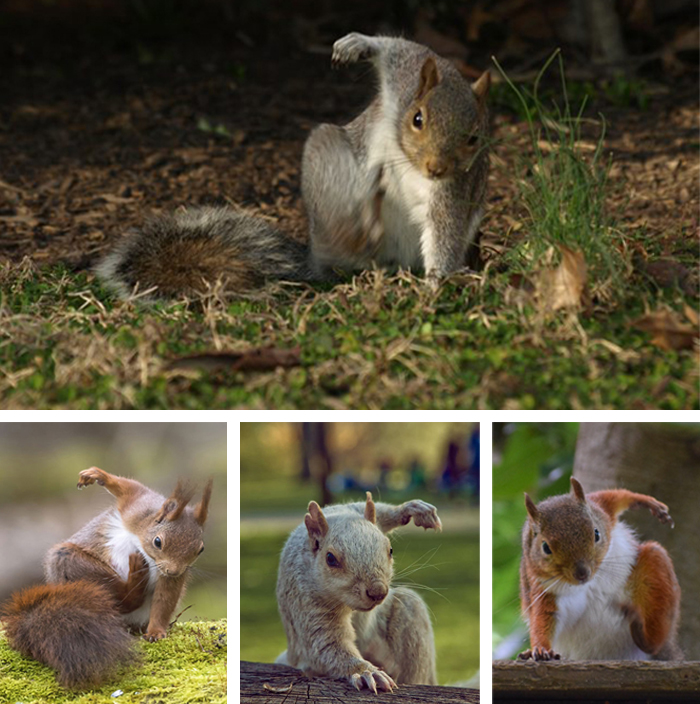 squirrels landing on ground like superheroes