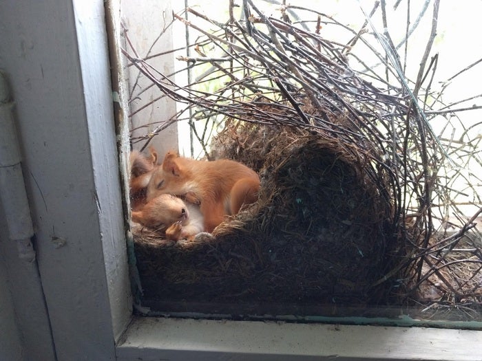 squirrels on nest