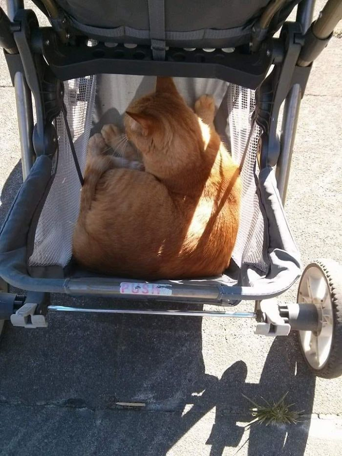 strange kitty in my stroller