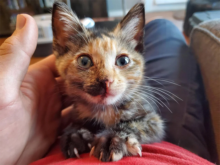 stray kitten with sharp claws