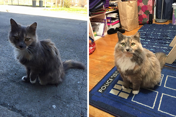 stray kitty before and after adoption
