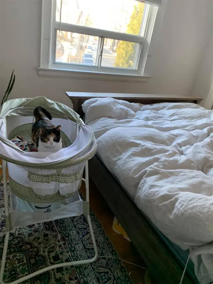 stray kitty in the baby crib