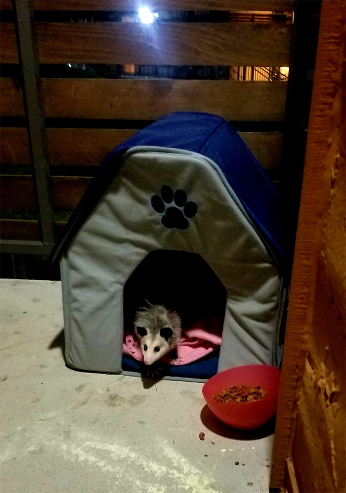 stray kitty turned out to be a possum