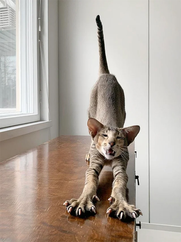 stretching cat with sharp claws