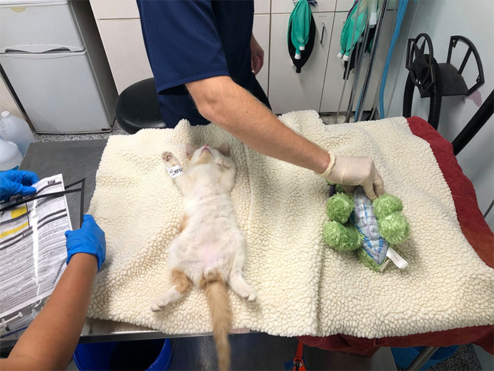 stuffed dragon keeps kitten company neuter surgery