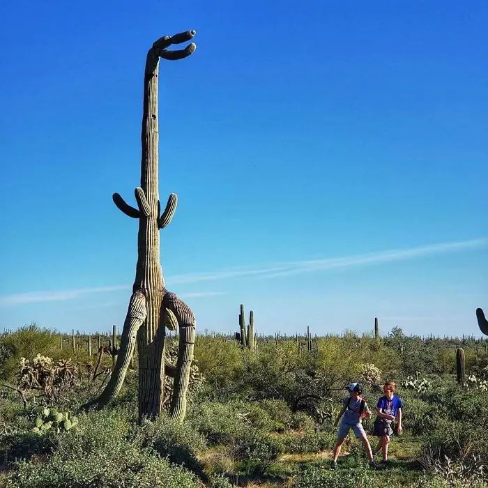 t-rex-shaped cactus