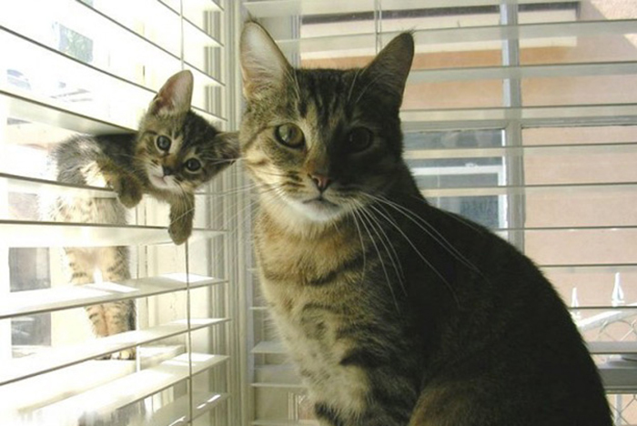 tabby cat with her mini-me