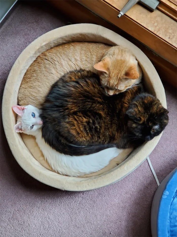 three kitties in one bed