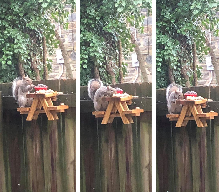 tiny picnic table for rodents