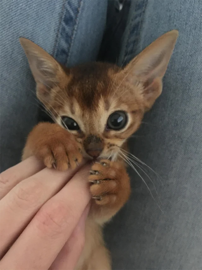 tiny vicious murder mittens